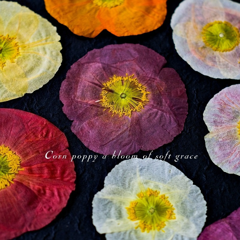 1pcs,Nature Field Poppy Presse – Resin Craft Ideas recenzja i cena