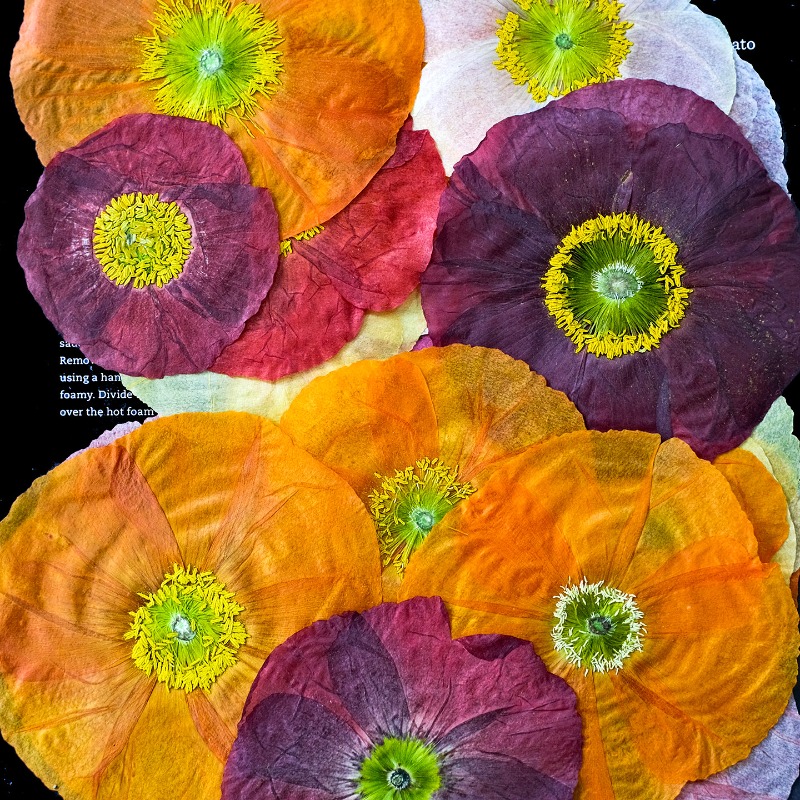 1pcs,Nature Field Poppy Presse – Resin Craft Ideas recenzja i cena