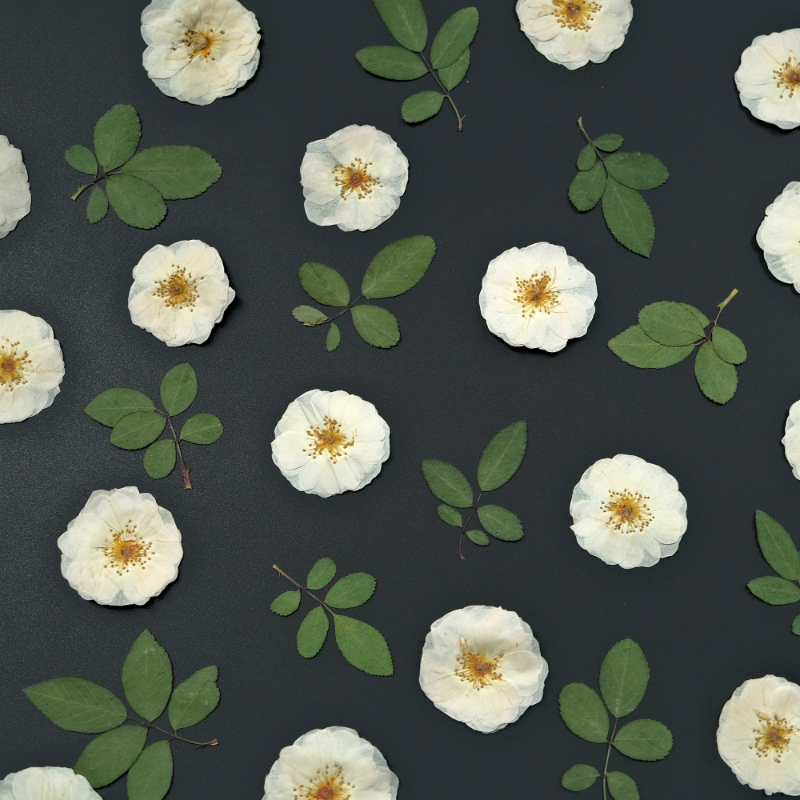 6pcs,9pcs,Nature White Rose Pr – Resin Craft Ideas recenzja i cena