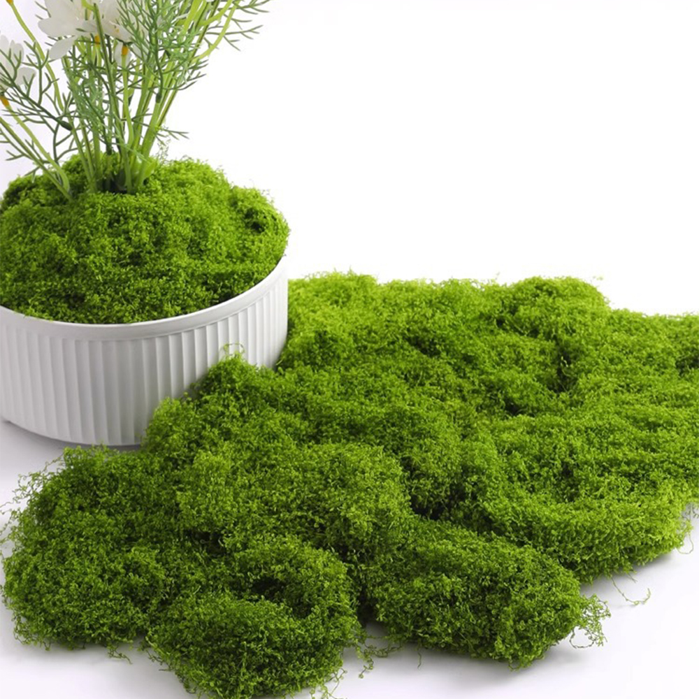 20/40/100g Eternal Life Moss D – Terrarium Moss Art recenzja i cena